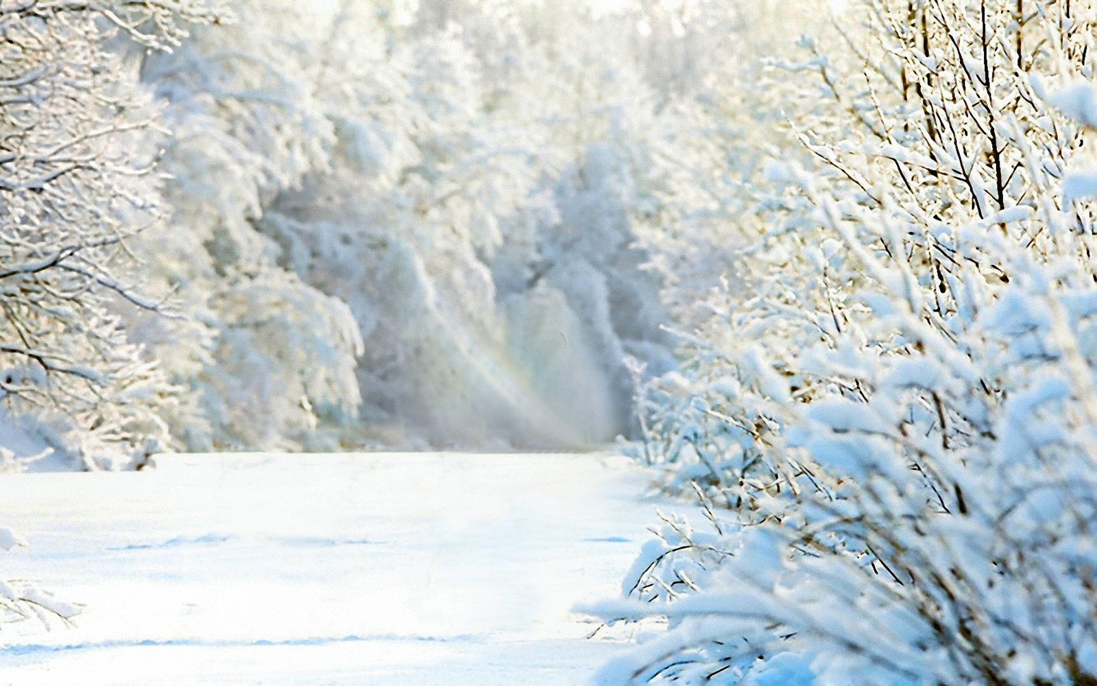 Snowy path in the woods with trees and snow on the ground (horse, winter, snow, freezing, frost)