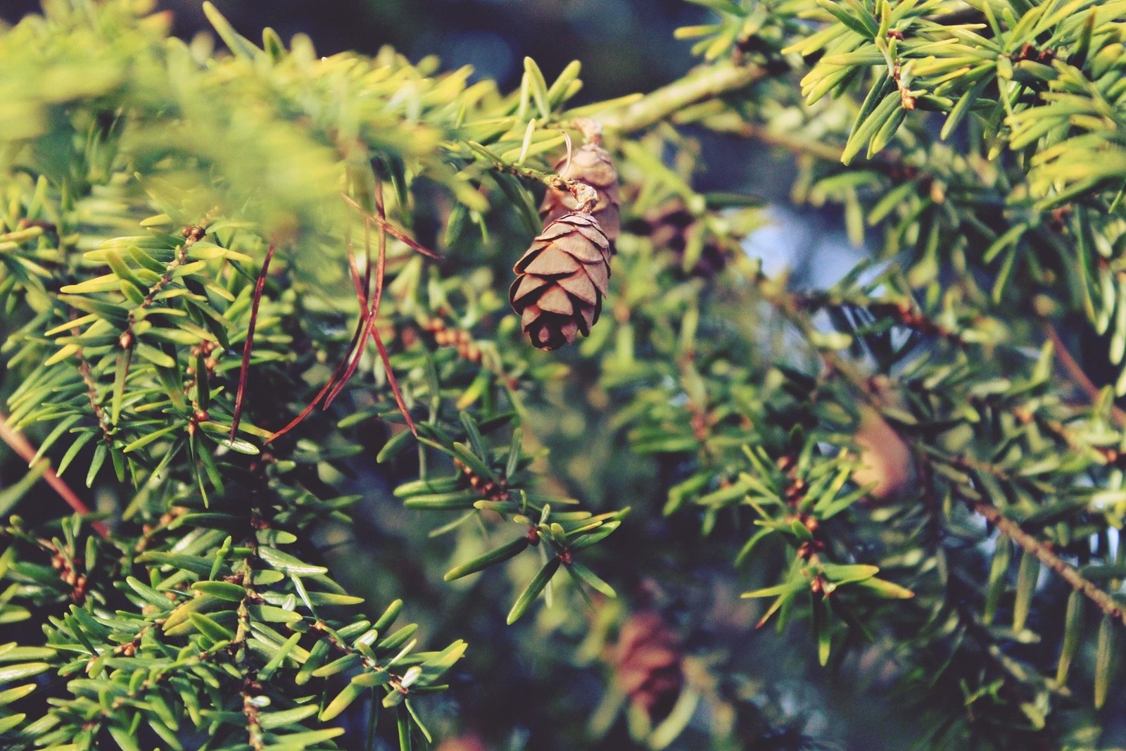 Descargar fondo de pantalla estética, planta, árbol, familia de pinos, ramo