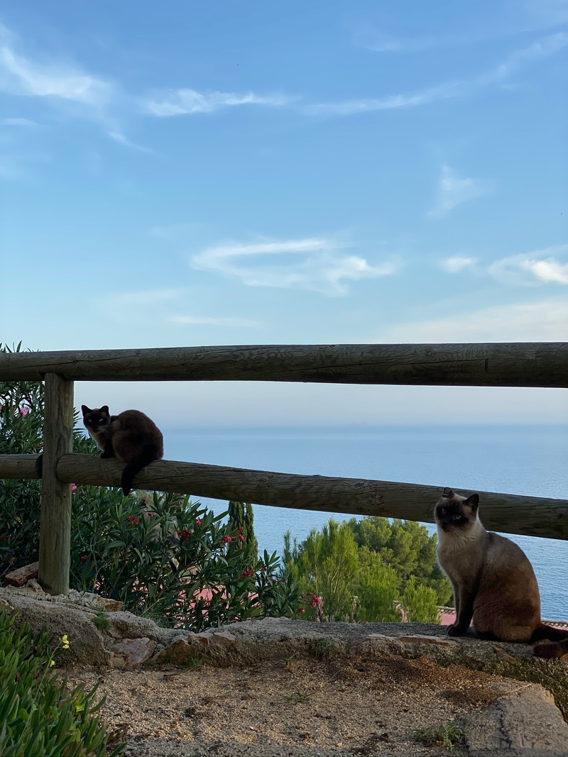 Две кошки сидят на заборе и смотрят на воду (кот, кошки маленьких и средних размеров, felidae, дикая природа, хвост)