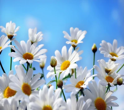 Gänseblümchen blühen unter einem klaren blauen Himmel