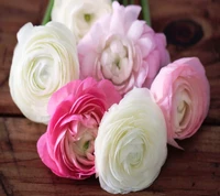 Beautiful Ranunculus Roses in Soft Pastel Colors