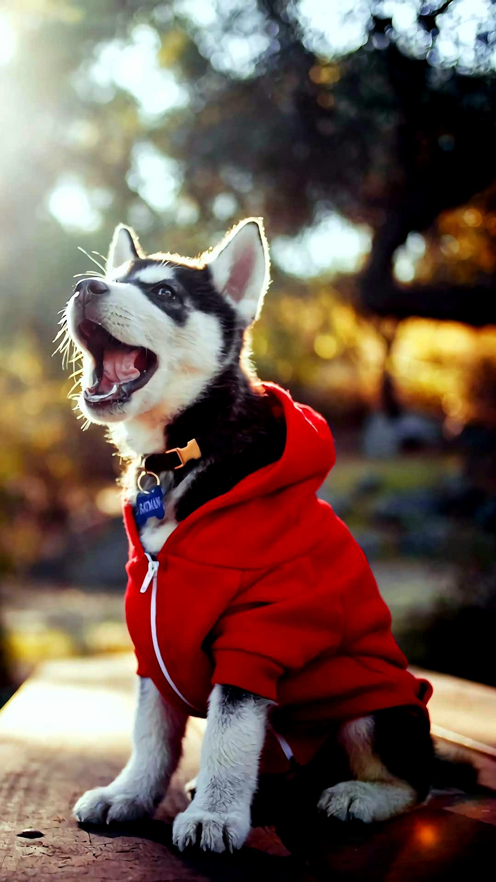 Un husky arafed portant une veste rouge assis sur un banc (pet hersy, chiot)