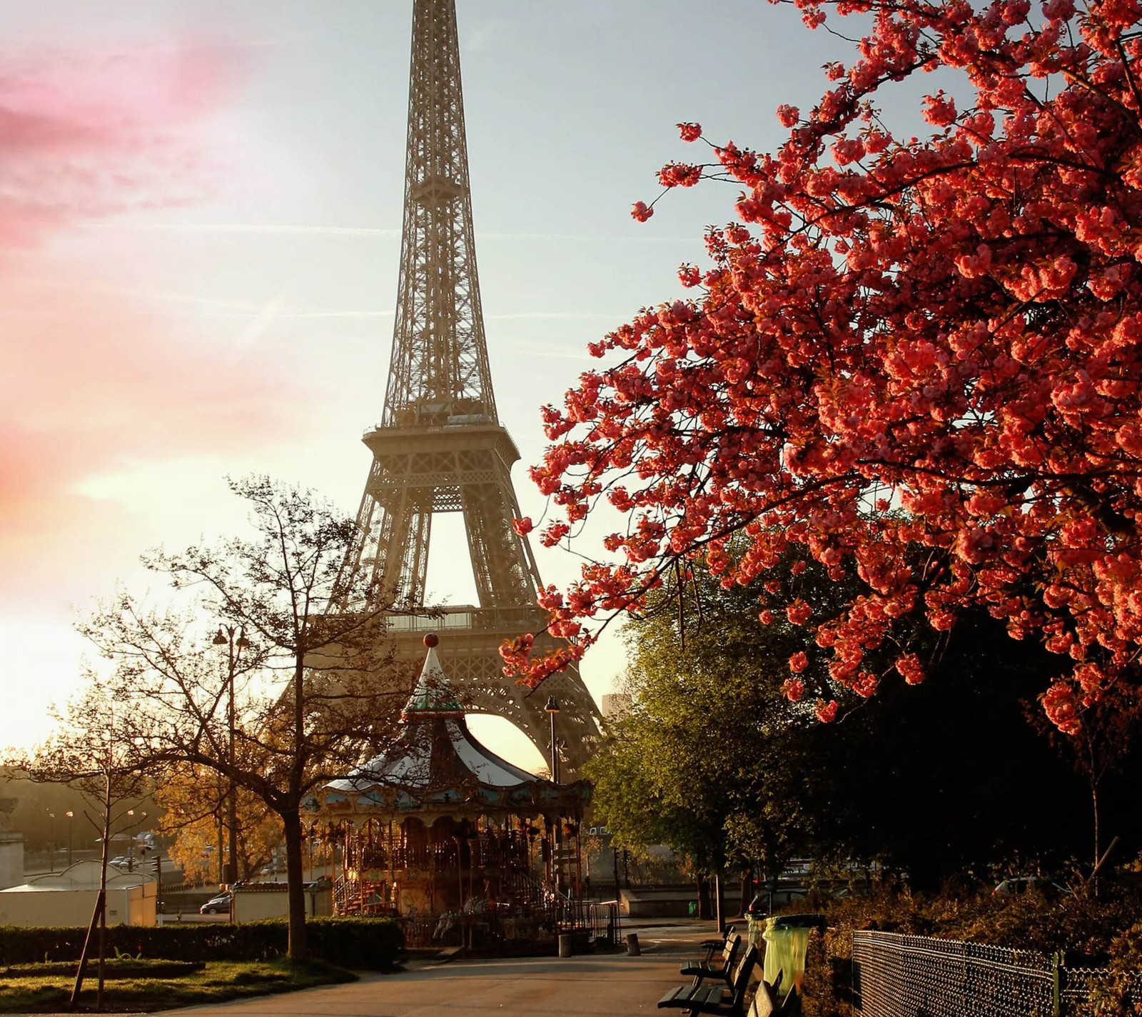 Árboles con flores rosas frente a la torre eiffel (torre eiffel, hd, torre, árbol)