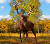 animal, cerf, forêt, chasse