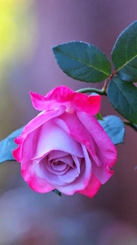 Delicate Pink Rose Blossom with Lush Green Leaves