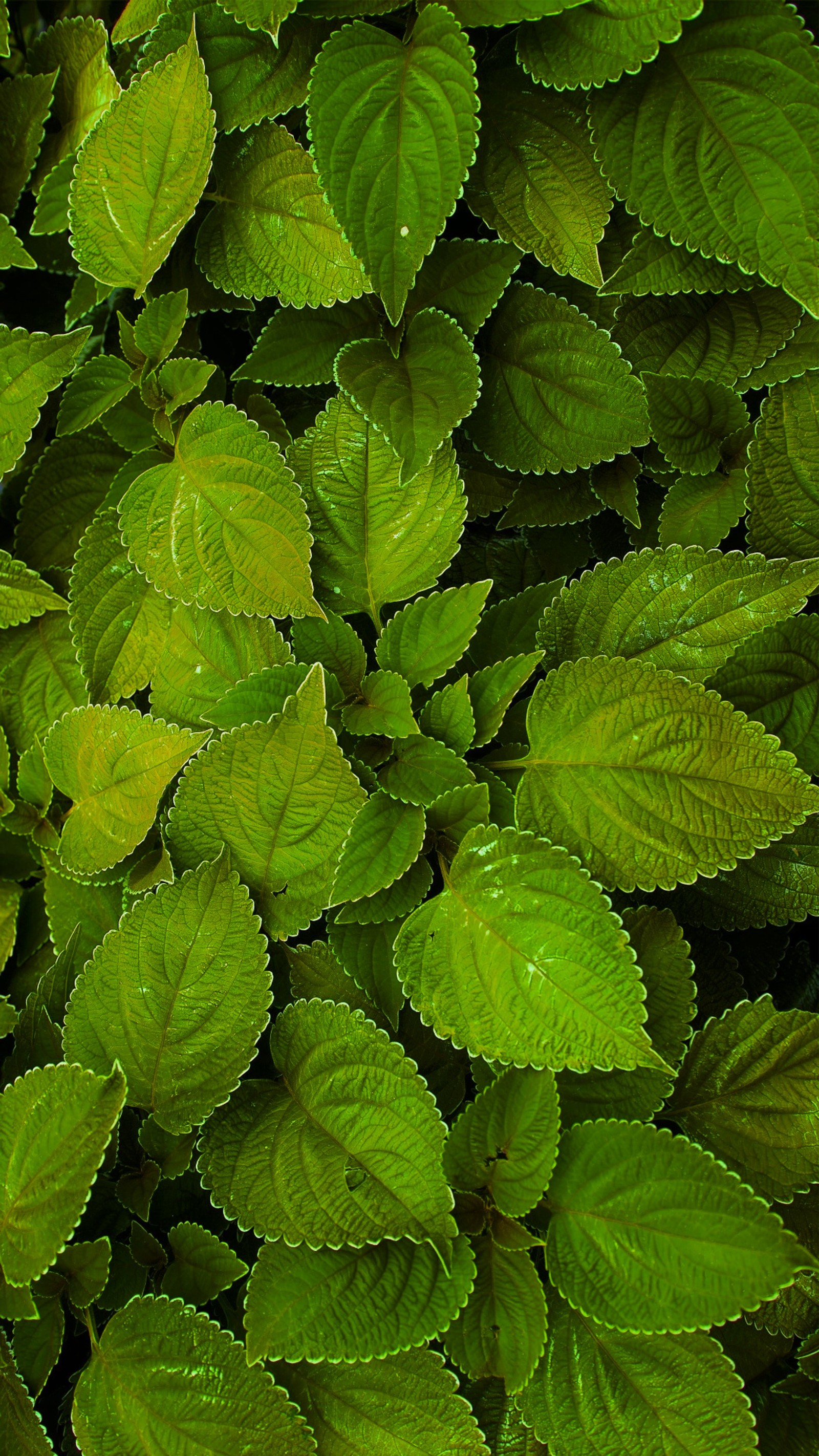 Un gros plan d'un tas de feuilles vertes sur une plante (vert, feuilles, nature)