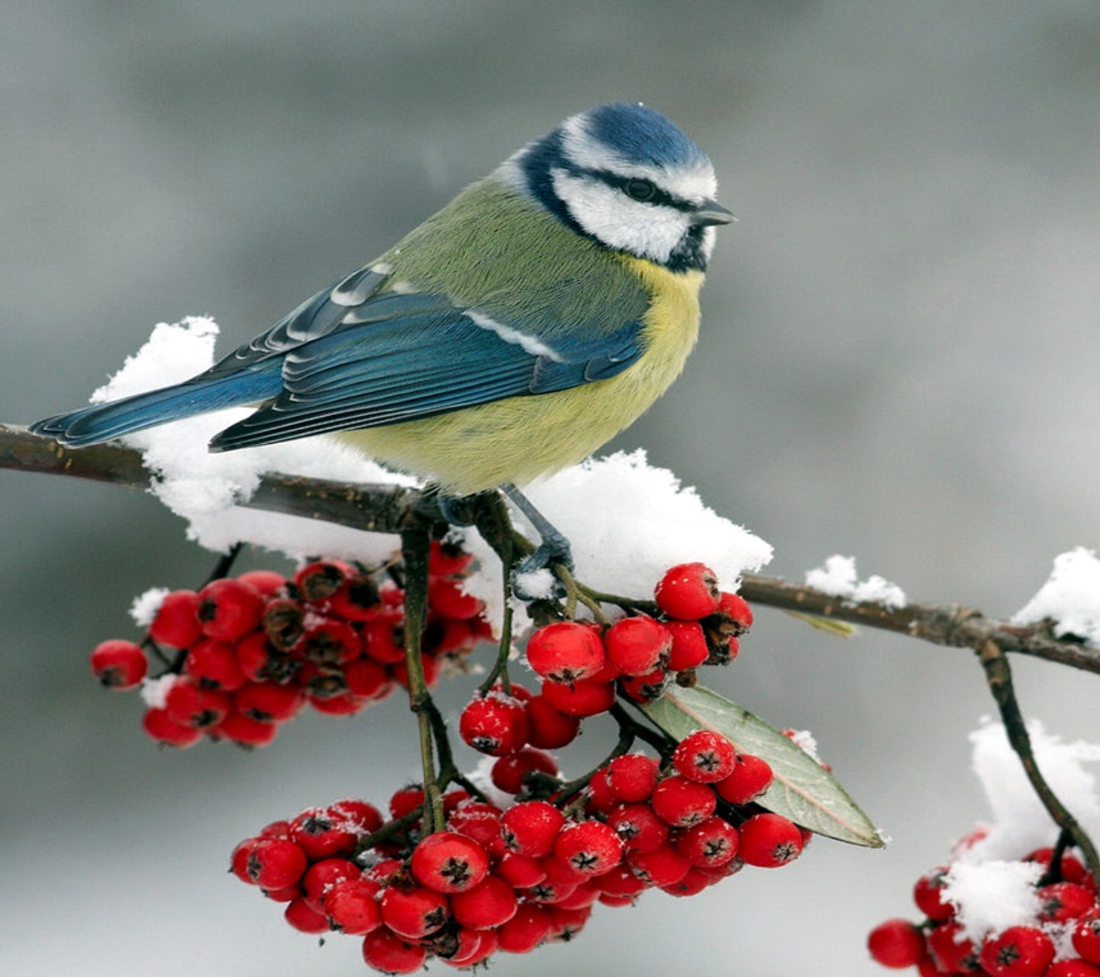 Ein vogel sitzt auf einem zweig mit beeren im schnee (farben, landschaft, natur, foto)