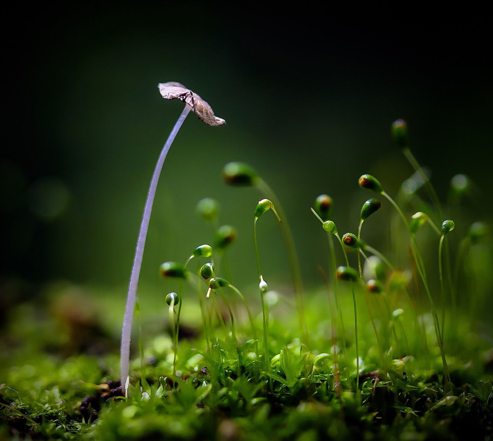 There is a small white flower that is growing out of a moss (amazing, awesome, buds, cool, flower)