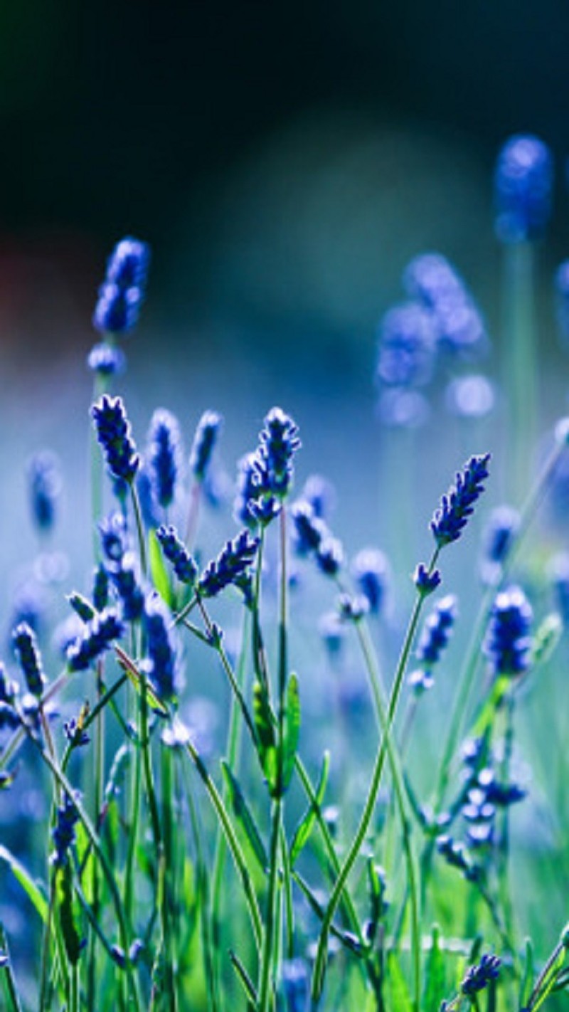 Flores de lavanda en un campo con un fondo borroso (azul, flores)