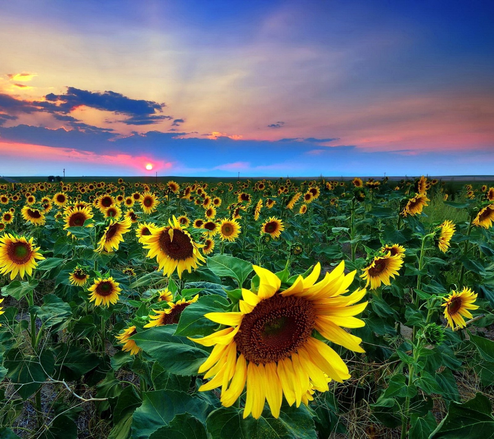 Des tournesols dans un champ avec un coucher de soleil en arrière-plan (couleurs, paysage, nature, photo)