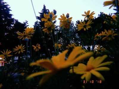 Fleurs jaunes vibrantes contre un ciel crépusculaire