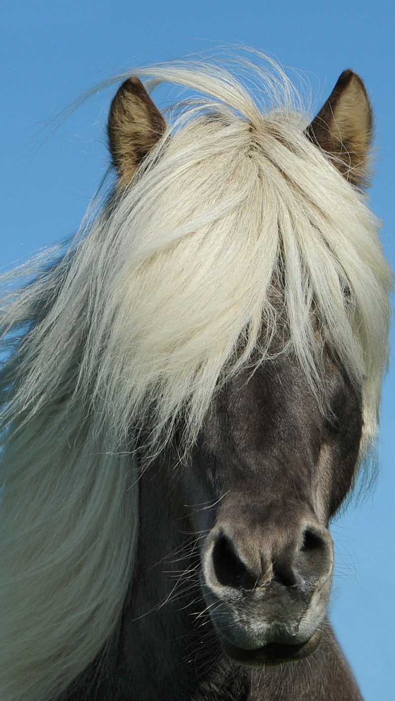 Черная лошадь с белой гривой и голубым небом (лошадь, iceland horse, грива)