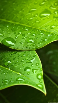 drops, green, leaf, rainy wallpaper