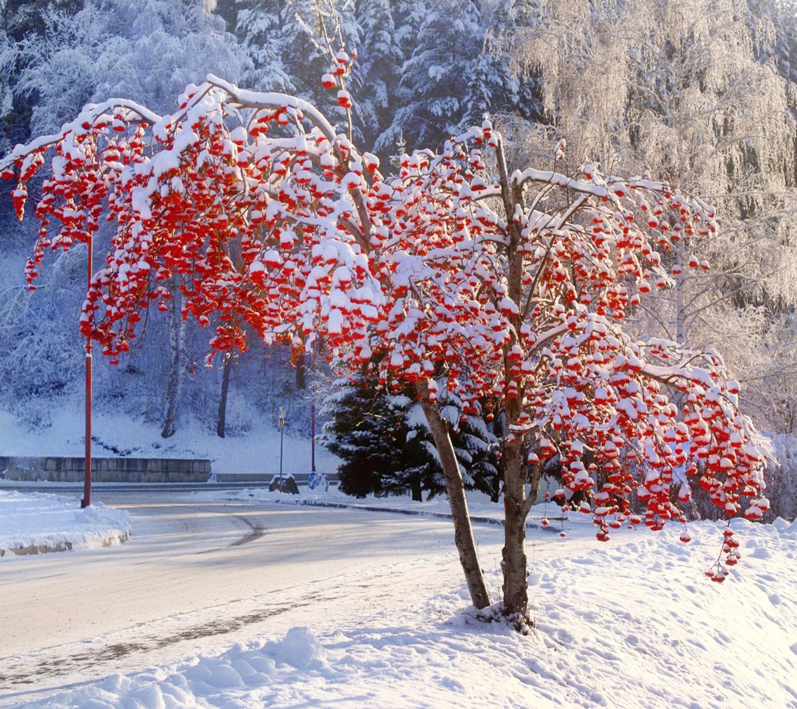 Árvores nevadas com bagas vermelhas no meio de uma estrada nevada (paisagem, inverno)