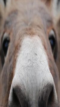 donkey, face