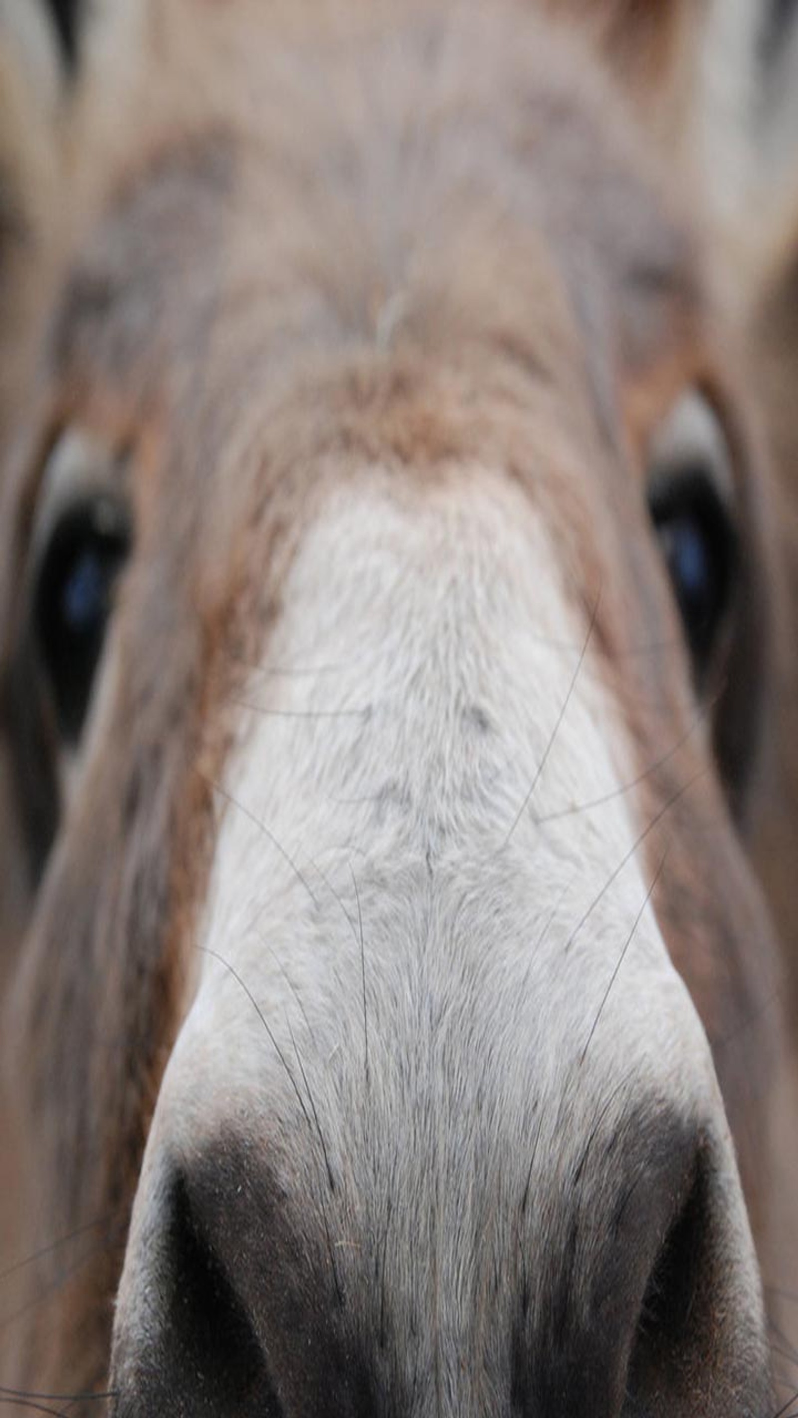 Um close-up do nariz de um cavalo com um fundo desfocado. (burro, rosto)