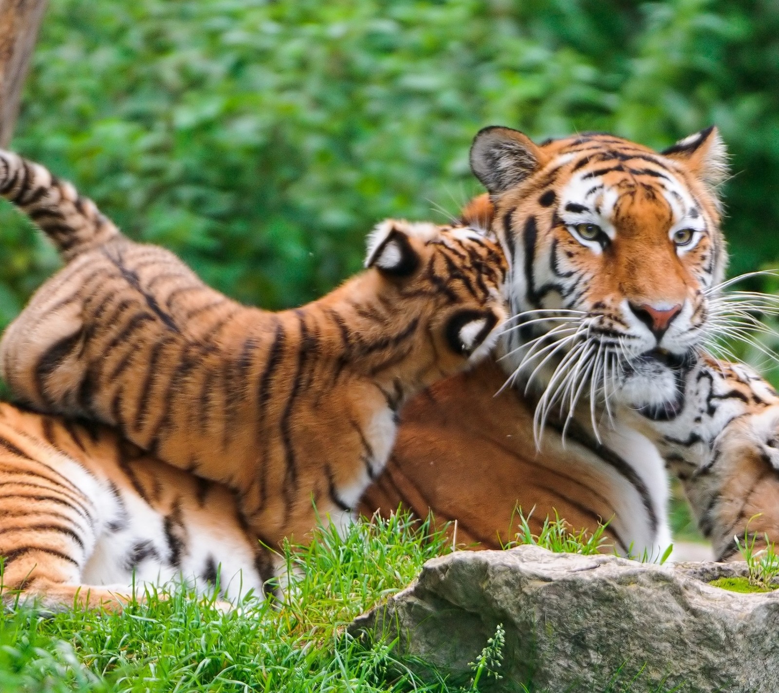 Téléchargez le fond d'écran animaux, animaux de compagnie