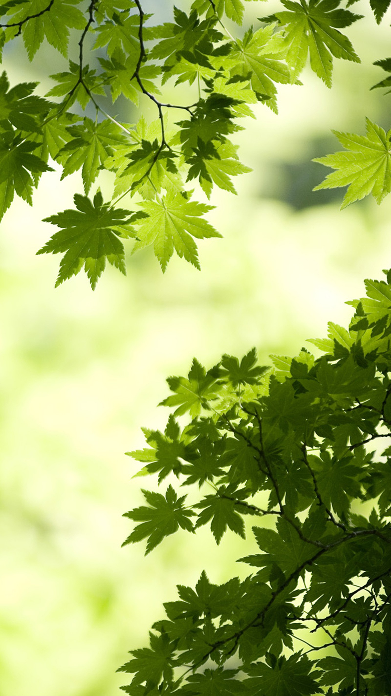 There is a green leafy tree with a bright green background (green, leaves, maple)