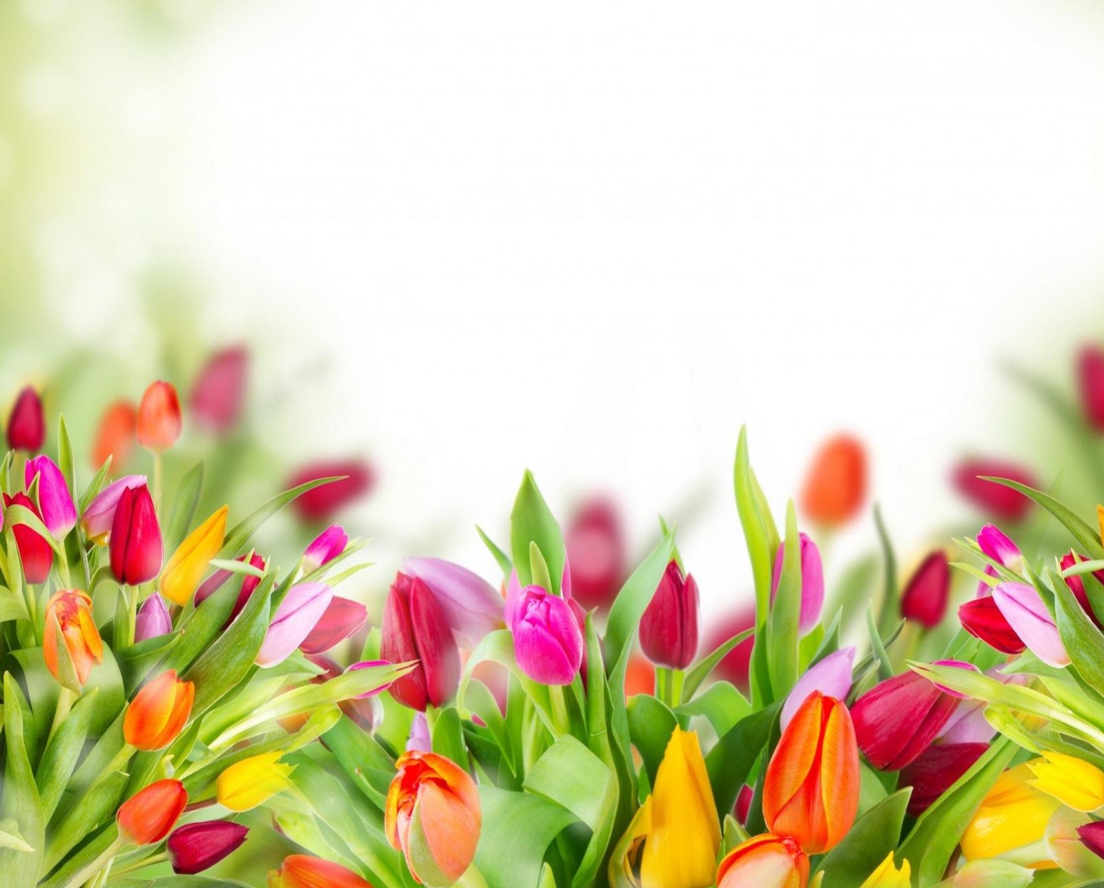 Il y a de nombreux tulipes de couleurs différentes dans un vase (bokeh, fleurs, feuilles, nature)