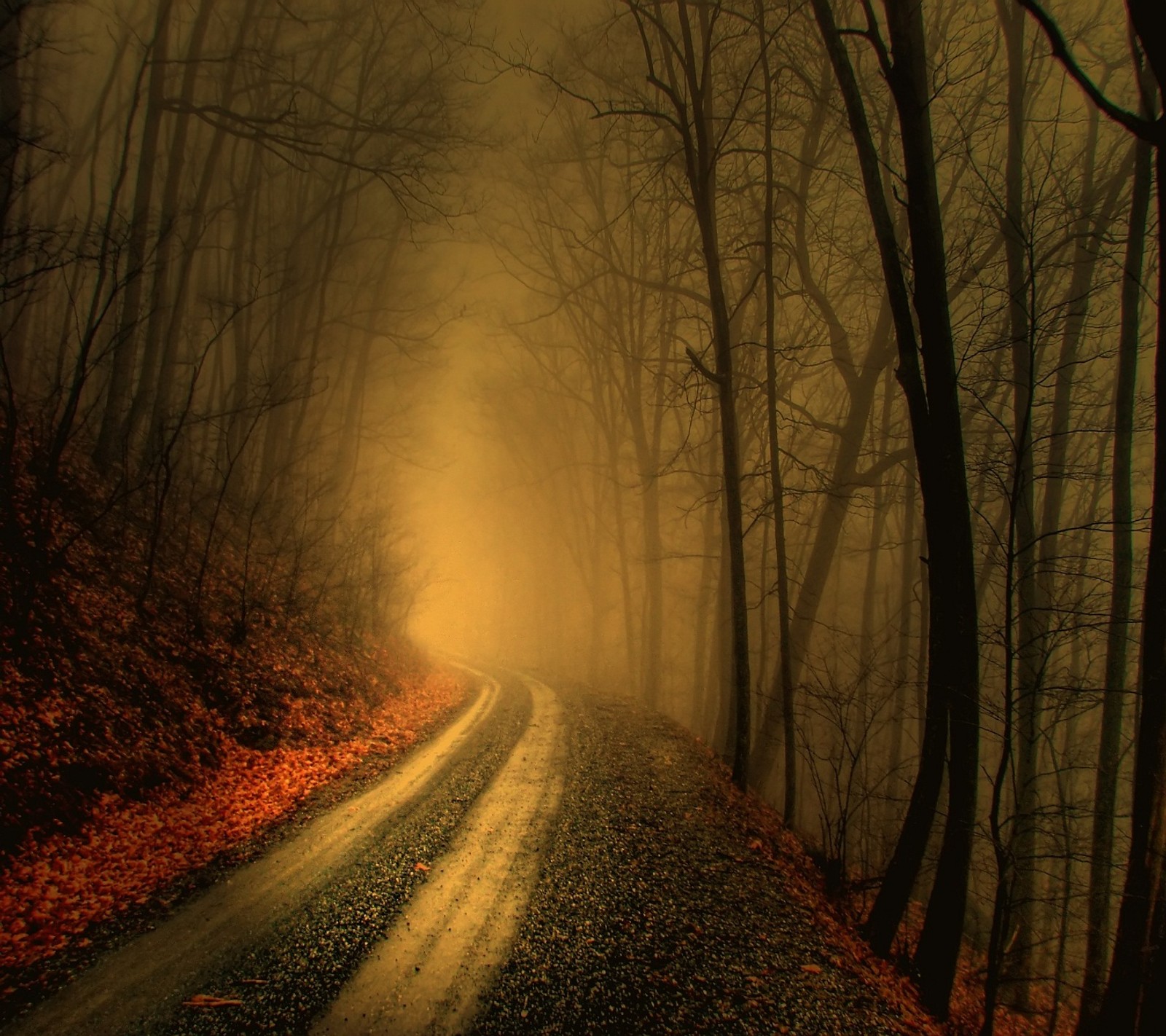 Lade schwarz, gold, nebel, straße, baum Hintergrund herunter