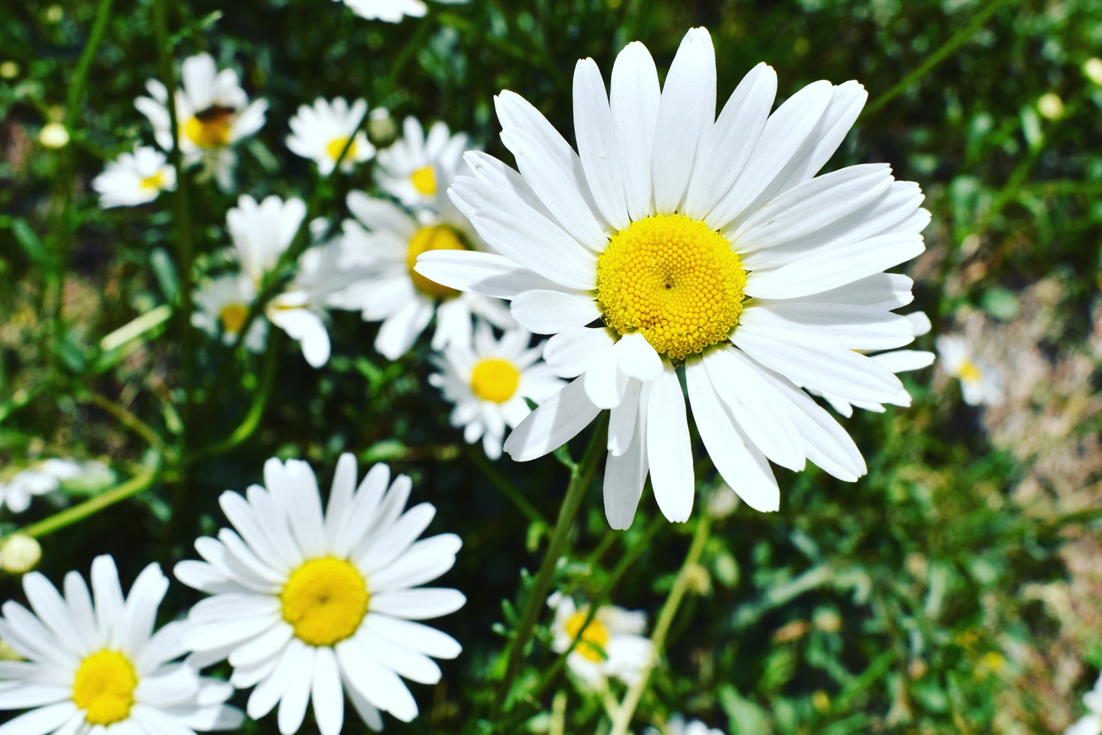 Há muitas flores brancas com centros amarelos na grama (margarida, flor, verde, natureza, pétalas)