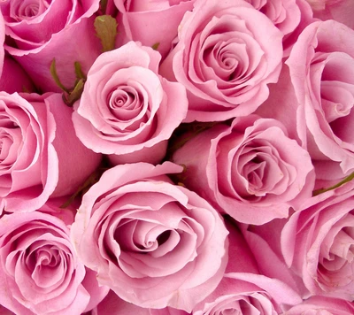 Lindas rosas cor-de-rosa em plena floração