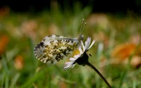 Photographie macro d'un papillon pollinisant une fleur