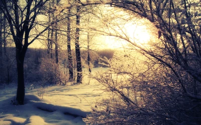 Atardecer invernal a través de árboles cubiertos de nieve