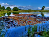 Ruhiges Naturschutzgebiet: Reflexionen über ein blühendes Moor-Ökosystem