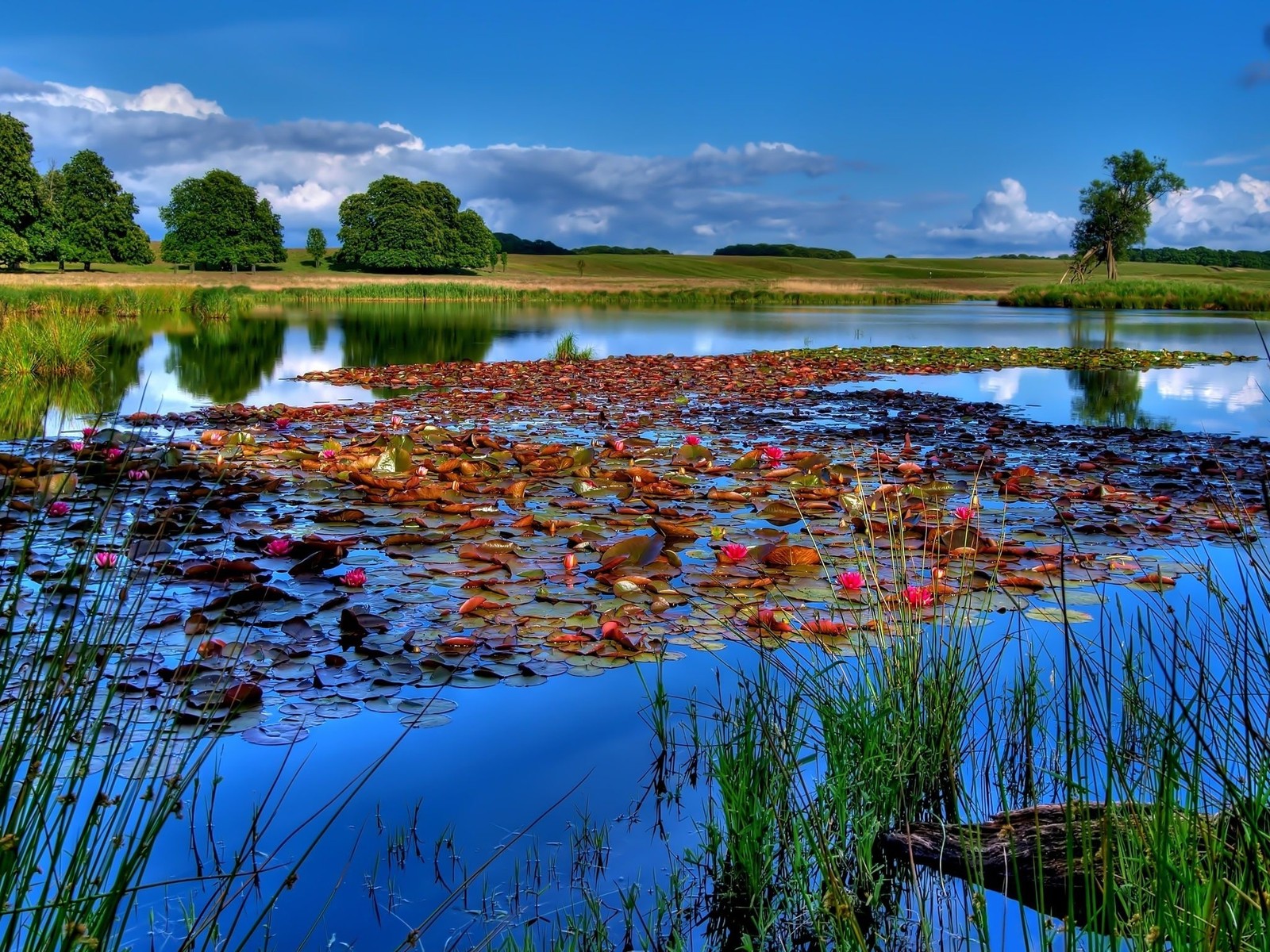 Vue d'un étang avec des nénuphars et des arbres (réflexion, nature, eau, végétation, réserve naturelle)