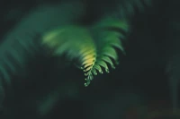 Macro View of Dewy Fern Leaf in Natural Light