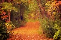 Autumn Pathway Through a Vibrant Woodland