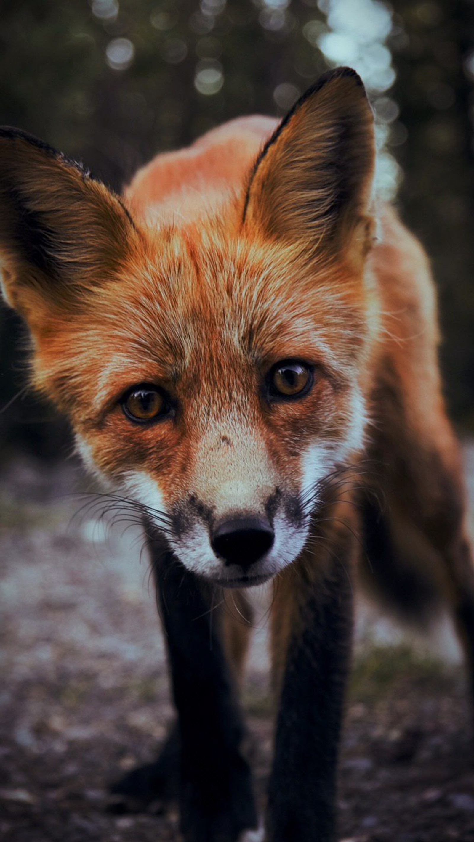 fox, red fox, arctic fox, canidae, whiskers wallpaper