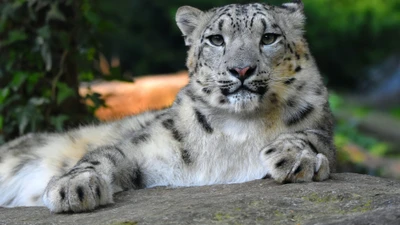 Léopard des neiges majestueux se relaxant sur une roche.