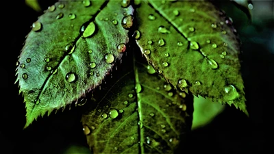 Primer plano de hojas verdes frescas con gotas de rocío sobre un fondo oscuro