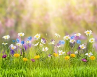 printemps, personnes dans la nature, prairie, fleur, herbe