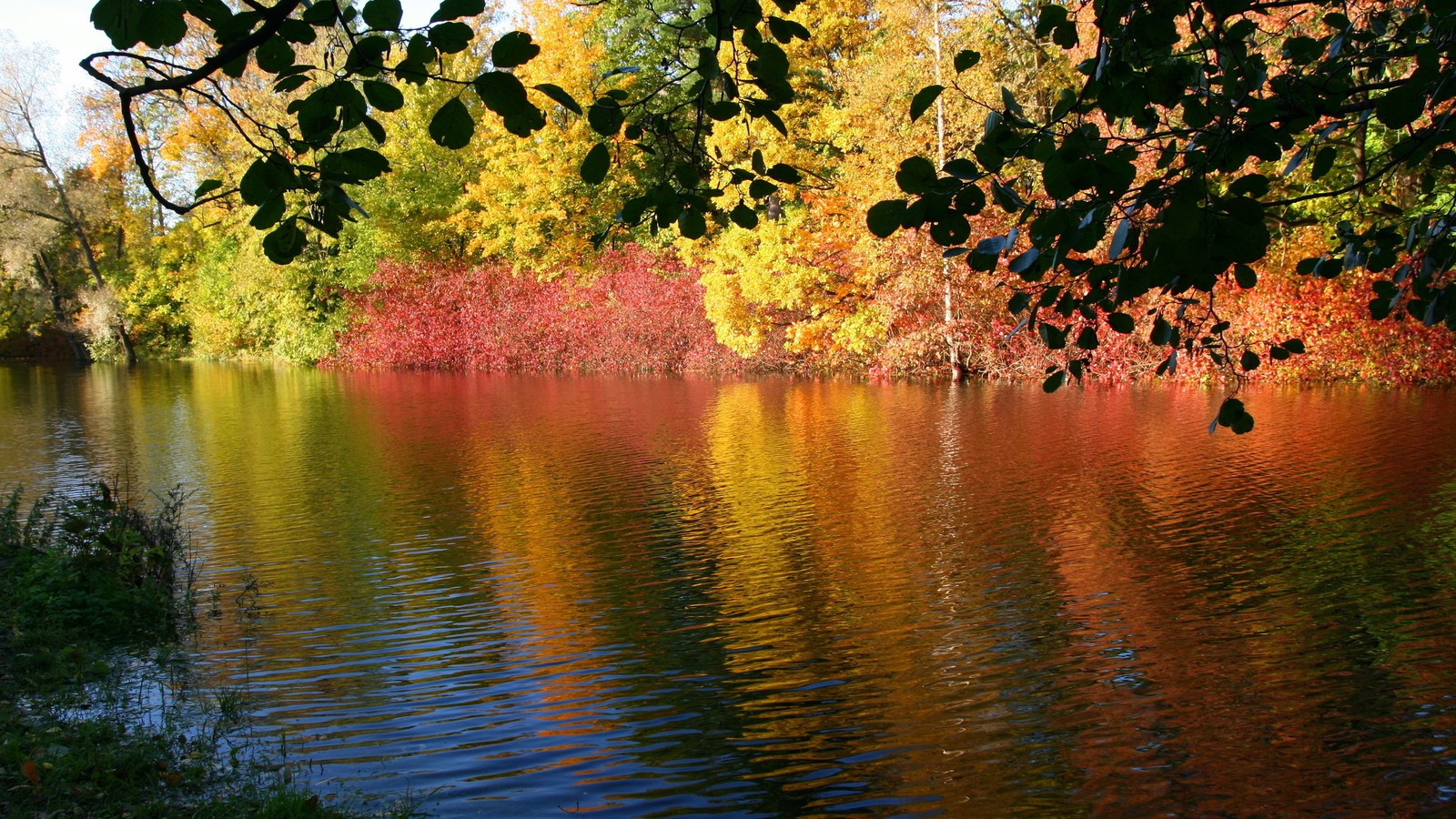 Eine aussicht auf einen see mit vielen bäumen im hintergrund (natur, reflexion, baum, blatt, wasser)