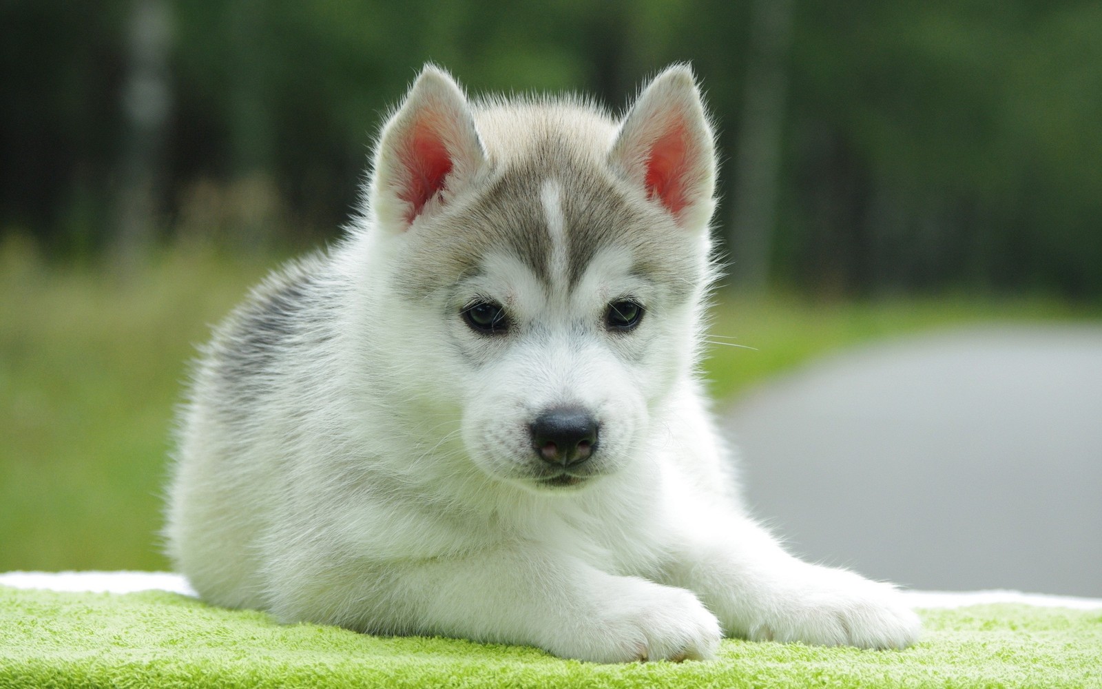 Un cachorro husky acostado sobre una manta en un parque (cachorro, ternura, raza de perro, husky de sajalín, husky siberiano en miniatura)