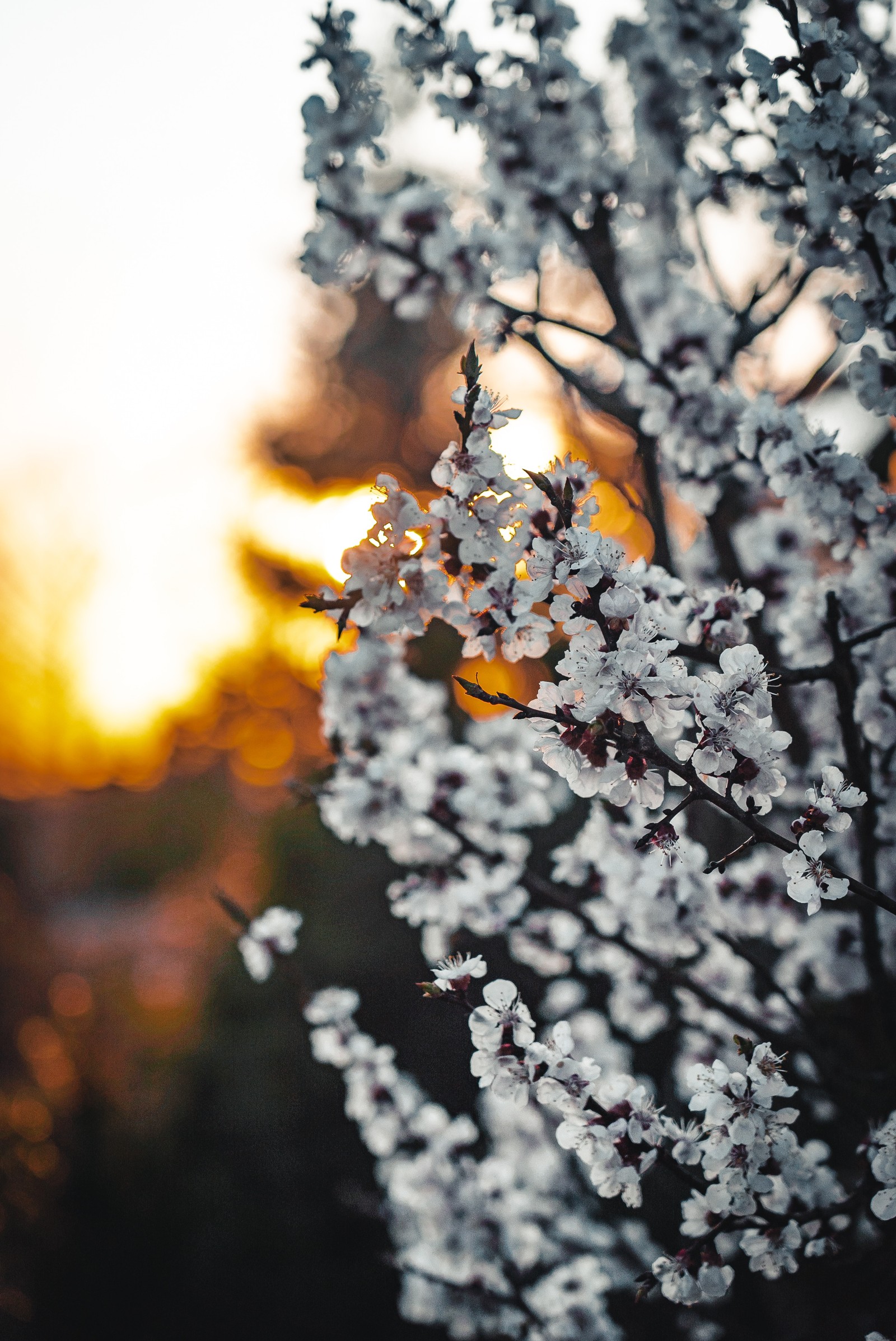 Ein baum mit weißen blumen im vordergrund (zweig, baum, blatt, frühling, blume)