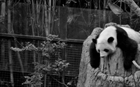 Panda gigante preguiçoso relaxando em um toco de árvore