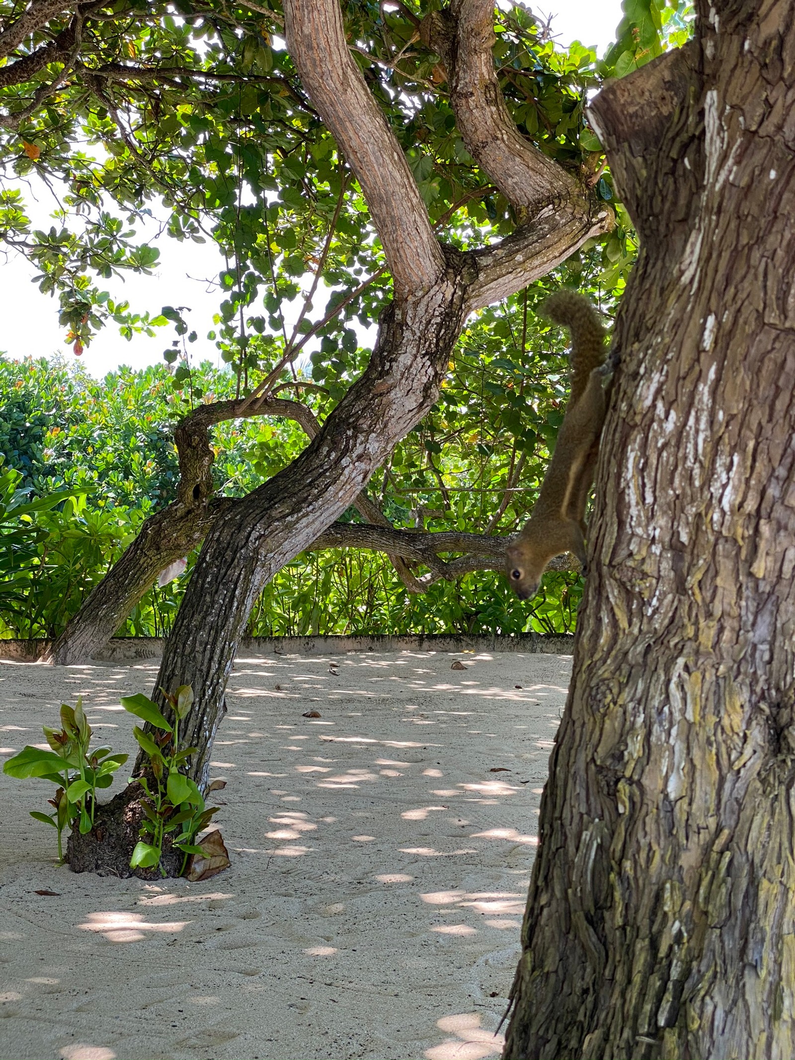 Hay un árbol que crece de la arena (ramo, hoja, física, plantas, biología)