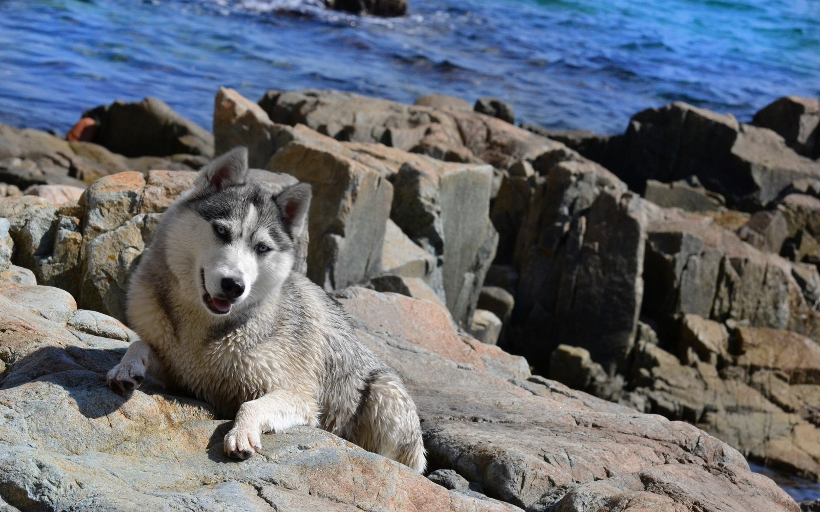 Um cachorro deitado em pedras perto da água (filhote, raça de cachorro, cão da groenândia, rocha, cão lobo de saarloos)