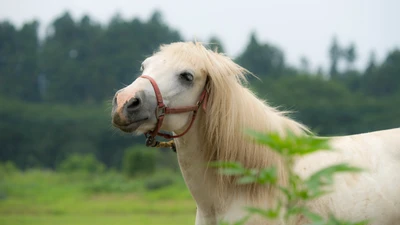 juba, mustang, pônei, égua, garanhão