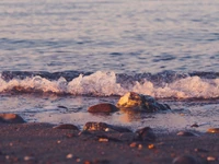 strand, meer, welle, wasser, ozean