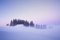 winter, snow covered, foggy, trees, landscape wallpaper