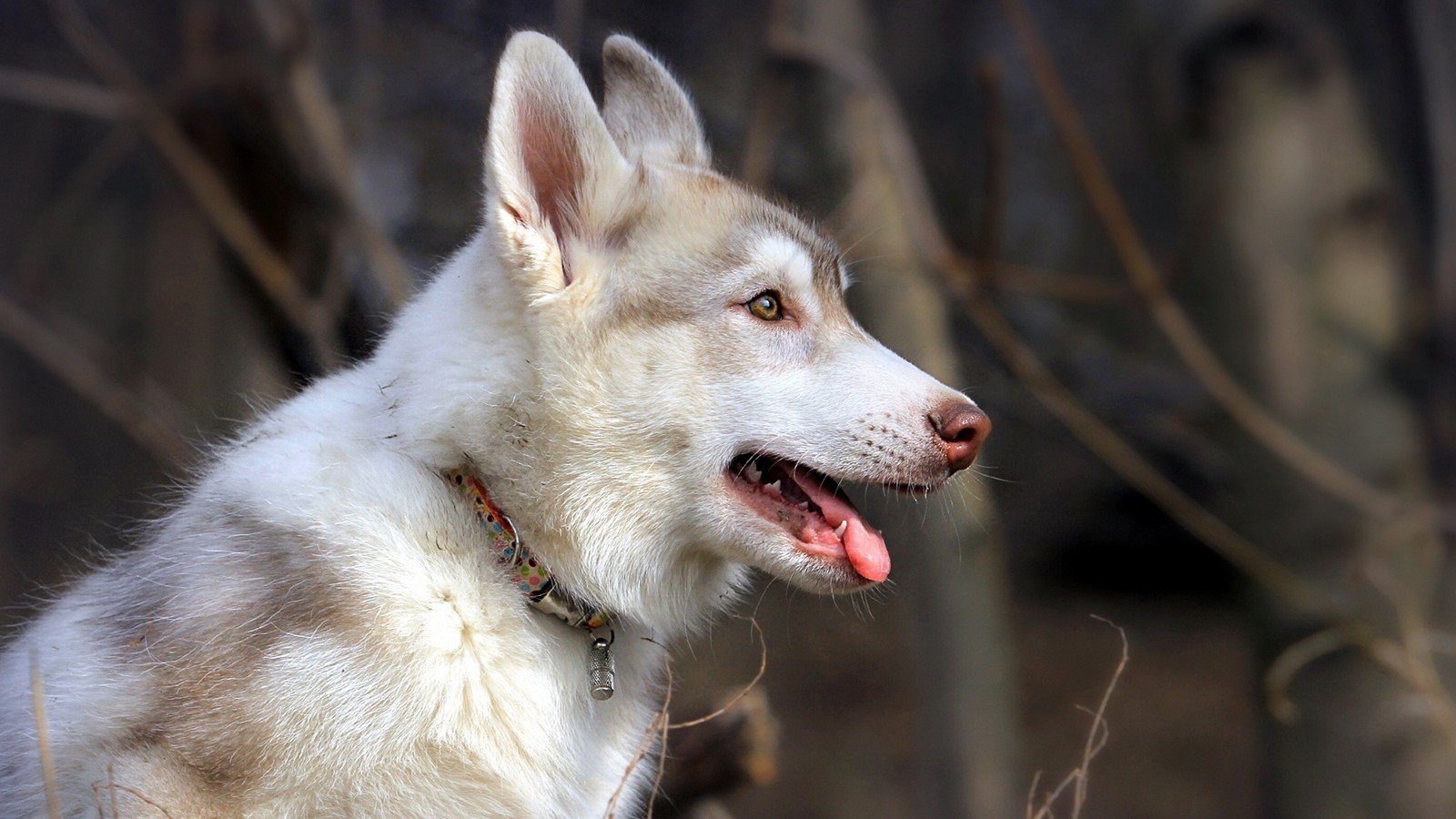 Há um cachorro branco com um colar vermelho sentado na floresta (husky siberiano, filhote, cachorro, raça de cachorro, cão inuit do norte)