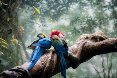 guacamayo, loro, ave, vida silvestre, árbol