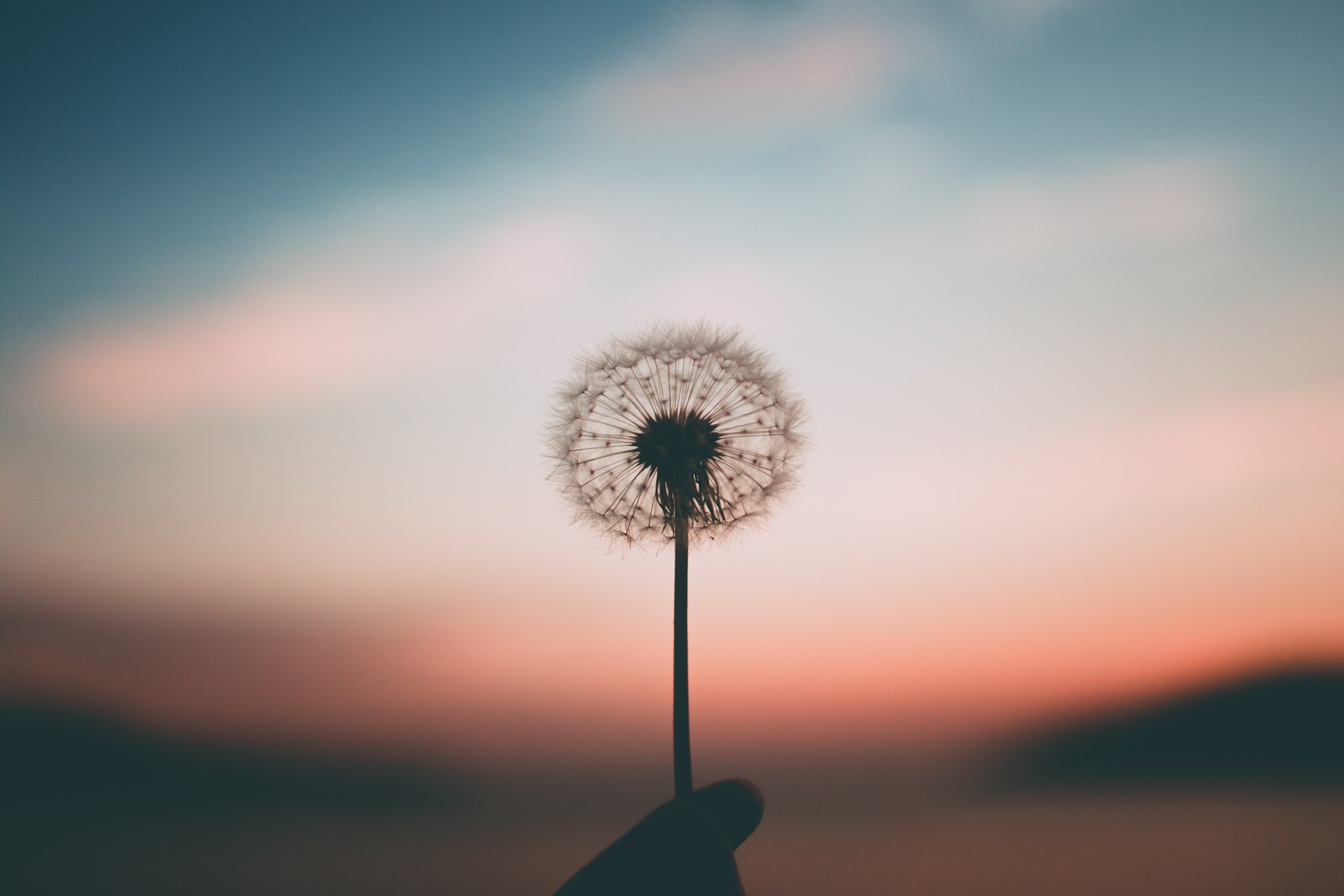 Quelqu'un tenant un pissenlit dans sa main avec un coucher de soleil en arrière-plan (pissenlit, fleur, plantes, nature, nuage)