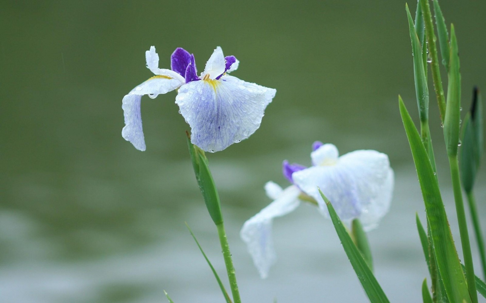 Há duas flores brancas e roxas perto da água (flor silvestre, planta com flores, íris, iris, família iris)