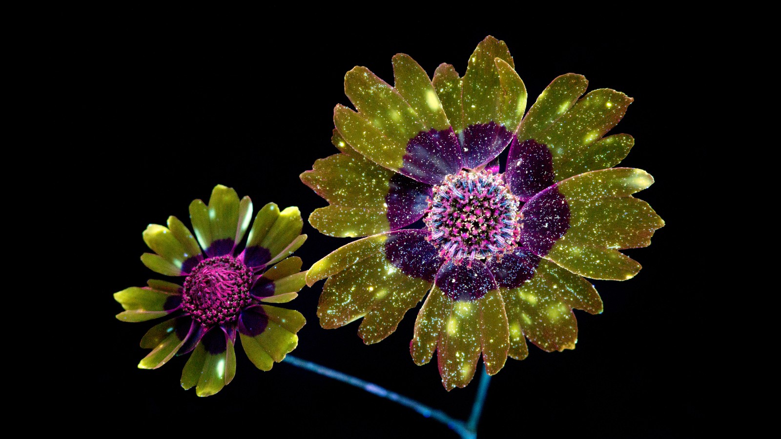 Il y a deux fleurs dans un vase sur une table (macos mojave, luisant, paillettes, fillette, arrière plan noir)